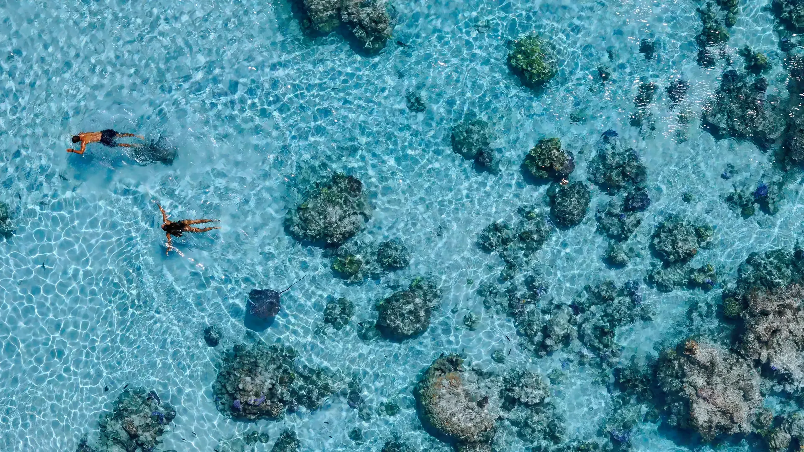 Oro Paraoa Le Film 01 01 37 17 2