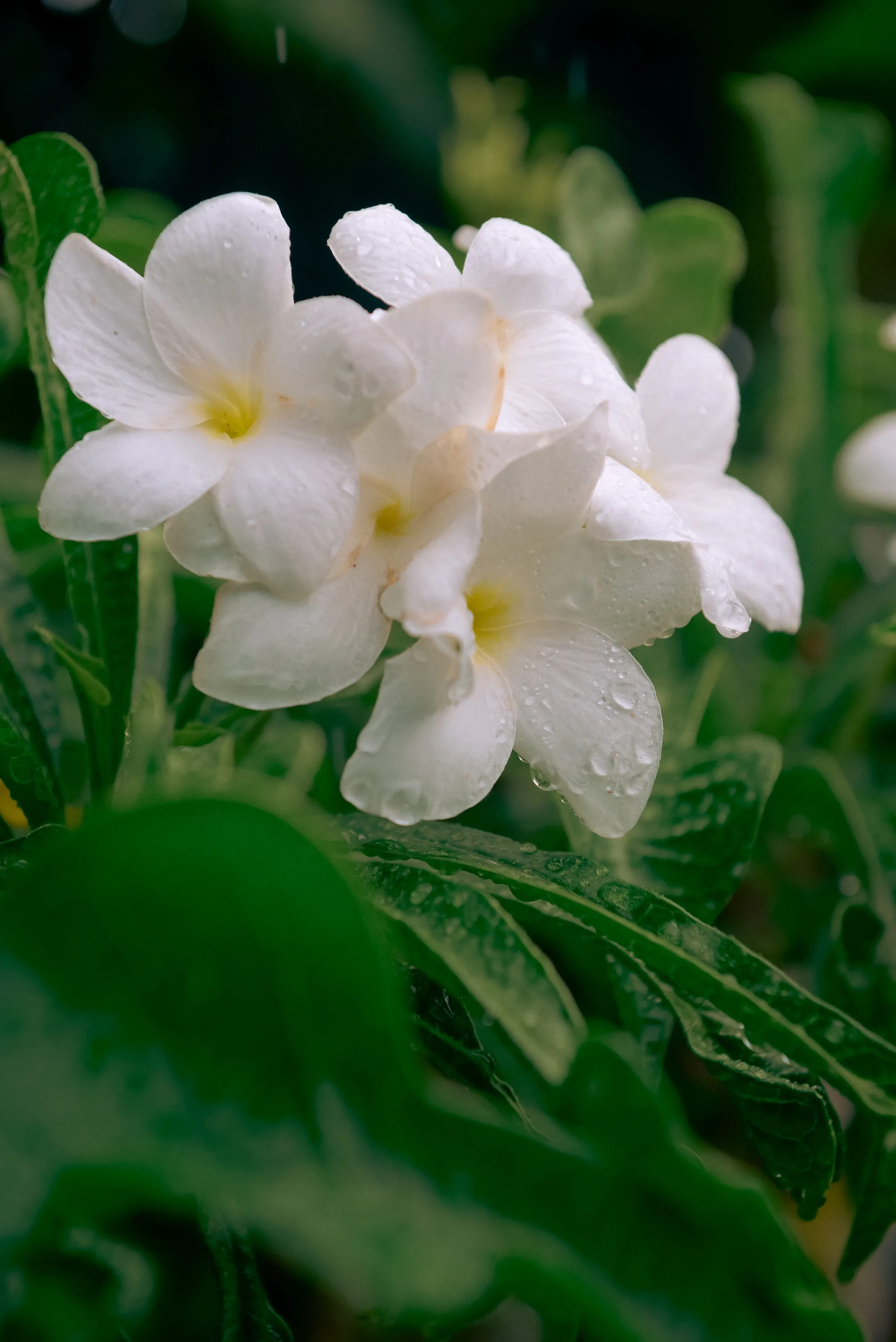 Oro Paraoa SPA Gardens 10 Guy Montagu Pollock